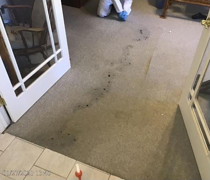 Biohazardous material stains on office carpet