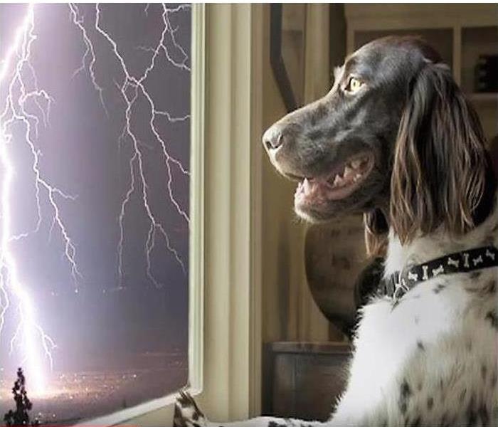 dog looking out window at lighting